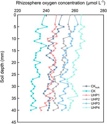 Link Between Aeration in the Rhizosphere and P-Acquisition Strategies: Constructing Efficient Vegetable Root Morphology